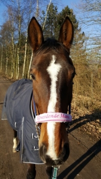 Preview: ♥ Nasenband Nasenschoner Wunschname Nasenriemen Reitverein Reiten von Lüttentüddel