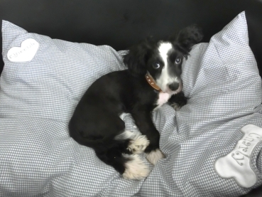 Preview: Hundekissen Decke 1 Wunschapplikation 1 Wunschname 80 x 60 cm